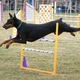 Illustration for article titled The Science of Dog Training: Is It Okay To Use A Shock Collar?